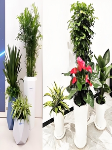 选花木租赁，宁波这家服务好到爆！